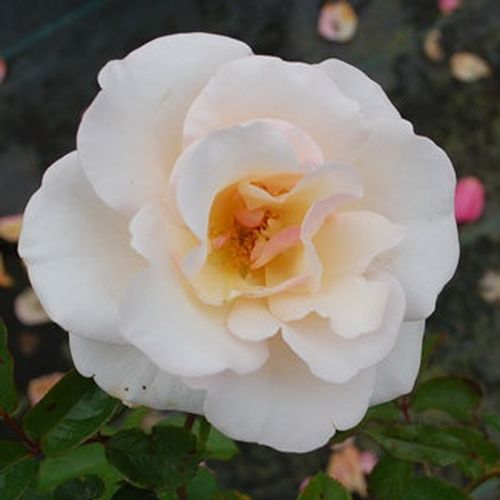 Diszkrét illatú rózsa - Rózsa - Pearl Abundance® - Online rózsa rendelés